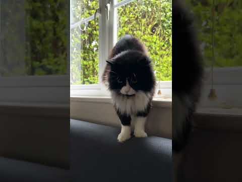 I’m just a cat