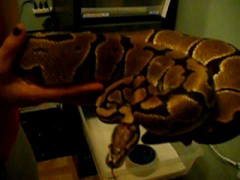 My Ball python collection so far