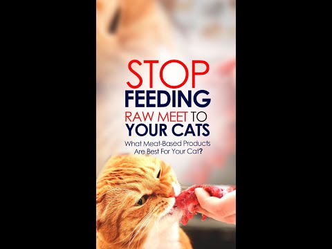 Why Dr. Asfandyar Recommends Wanpy Real Meat for Your Pet's Health! 🐾