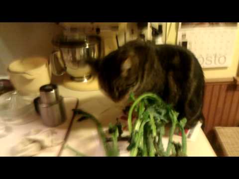 Moe eating spinach