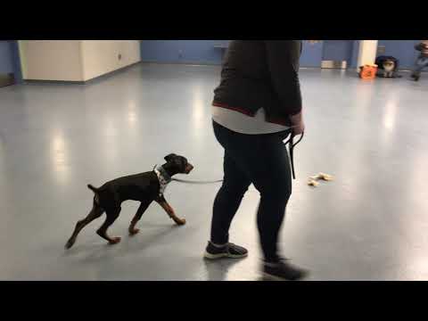 Felix Figures it Out: Loose Leash Walking Update!
