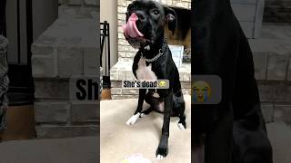 ❤️‍🩹 She has a problem #danithegirlboxer #jojotheboxer #boxerlove #boxerdog #boxerpuppy