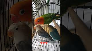 STAY #lovebird #tiktok #trending #tiktokvideo #shorts #lovebird #lovebirdkonslet #lovebirdmania