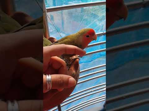 cute birds/ greece/ matt/ adorable lovebird