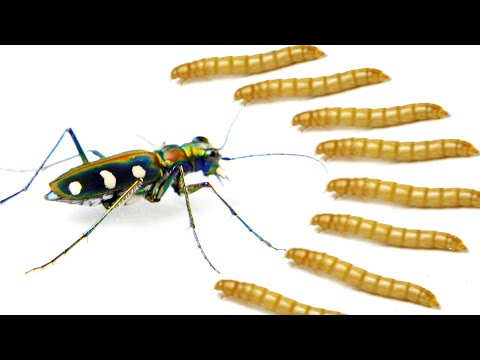 When tiger beetles meet a group of bread worms