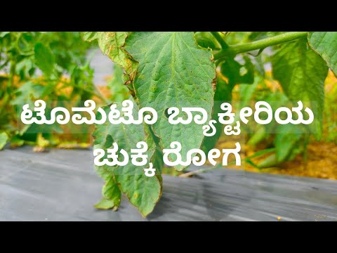 ಟೊಮೆಟೊ ಬೆಳೆಗಳಲ್ಲಿ ಬ್ಯಾಕ್ಟೀರಿಯ ಚುಕ್ಕೆ ರೋಗ ನಿರ್ವಹಣೆ| Bacteria Spot in Tomato Control and Management
