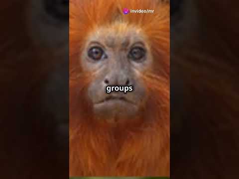 Golden Lion Tamarins  - Special kind of Monkeys #animal #facts #wildlife #animals #monkey  #nature