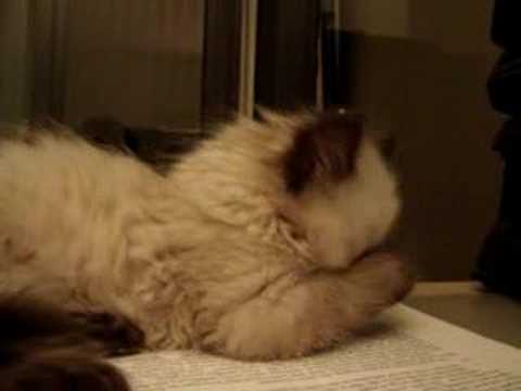 The new kitten