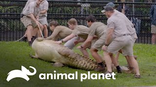 El complicado proceso de mover una pareja de cocodrilos en el zoológico | Los Irwin | Animal Planet