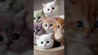 Kumpulan Anak Kucing Menggemaskan! (Pasti Bikin Senyum) #kucing #kucinglucu #cat #kucingimut