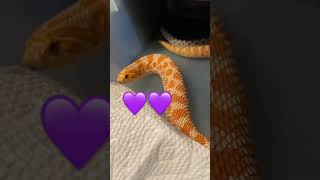These Snakes Are  🐍 Making Babies! #snake #snakebreeding #ahavamasada #westernhognose #hognosesnake