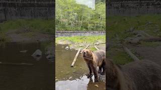 Bear Enjoying playdate#BearPlaying#WildlifeFun#CuteBearMoments#BearInAction#PlayfulBear