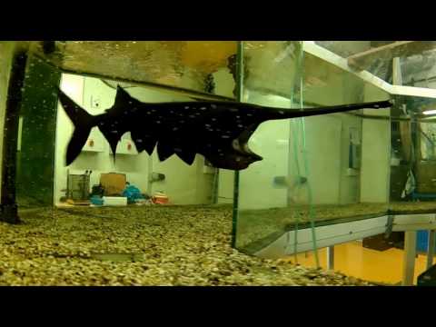 MSc Marine Biology: Finding out how paddlefish gills work