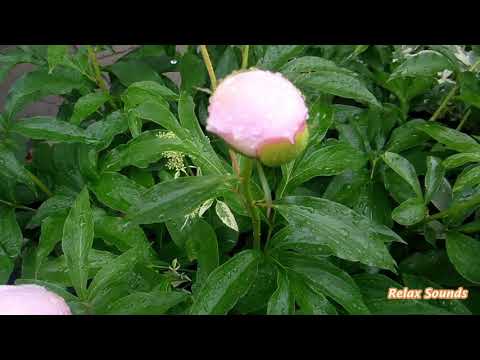Meditation, Relax Sounds, Spa, Healing Music, Stress Relief Music, Sleep Music, Music 24/7 Peaceful