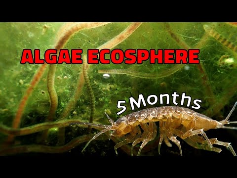 An Alien World Within a Jar │String Algae Ecosphere - 5 Month Update