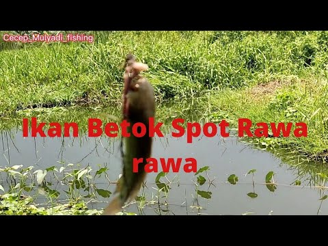 strike ikan Betok spot Rawa rawa