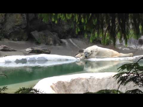 Lazy Polar Bear Capture footage