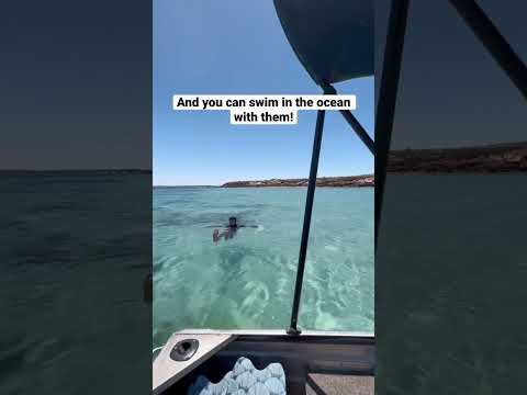 4/5 - The cutest encounter! 🦭🫶🏼 #sealions #travelaustralia #southaustralia #shorts #bucketlist