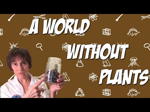 A World Without Plants