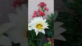 Gajania ky phool #daliyroutine #mygarden