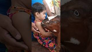 Bakra laray bado badi || abu huraira #badobadi #bakraeidspecial #bakraeidshorts #bakraeid  #shorts