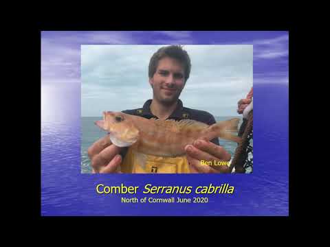 SWME webinar March 2021 Fish Turtles