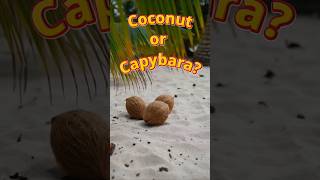 Cocunuts on the Beach? #aicontent #capybara #coconut #cuteness #morph