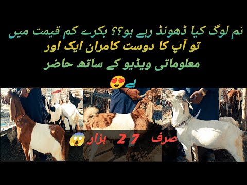 New update 12 March 2025 11th Ramadan|| Bakra peeri Maweshi Mandi Karachi