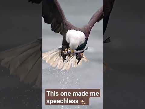 #whiteeagle #eaglescatch #youtubeshorts