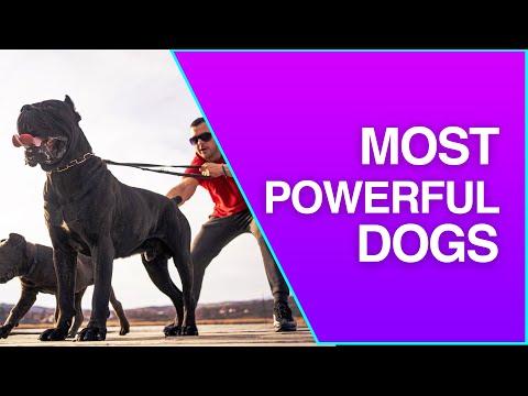 Revealing the Canine Titans: The World's Strongest Dogs