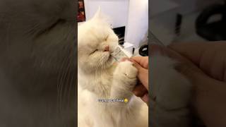 Grumpy Cat Treat Time🥹 #youtubeshorts #cutecat #grumpycat