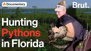 Hunting Pythons in Florida