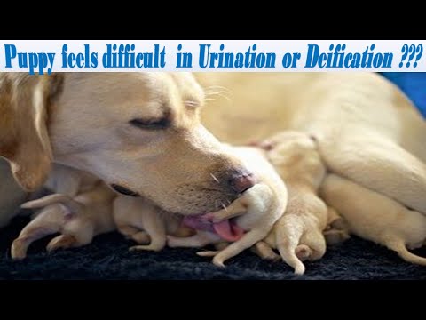 Why Mother Dog licks puppy always ??? Know why from - Dr. Aswathy | Treat Unusual