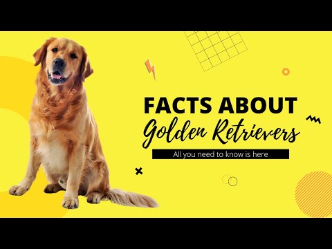 10 Amazing Facts About GOLDEN RETRIEVERS!!!