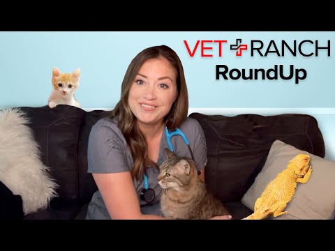 Now a DRAGON on Vet Ranch Round Up!?!?!