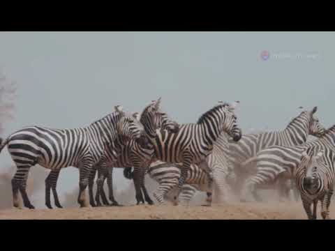 Stripes in motion: the zebra's tale