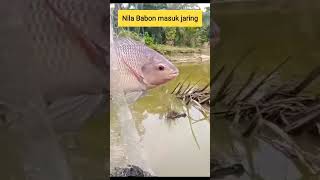 Nila Babon terperangkap jaring#mancingjaring #shortvideo #short#igunbooy