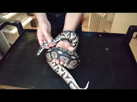 Ball python, new pick ups!!!!