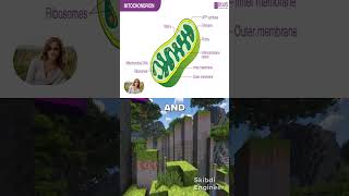 What are the different methods of food conversion operations and their applications#skibdi#brainrot