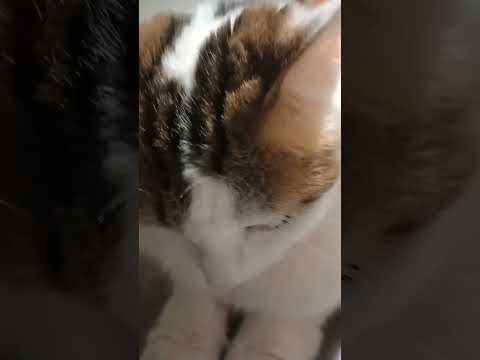 Scott do you like my cat