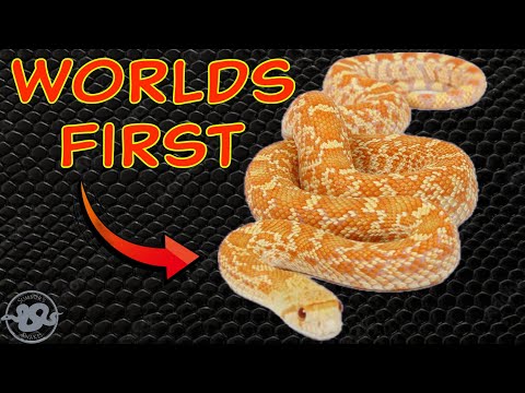 Story of the Worlds First Albino Christmas Mountain!