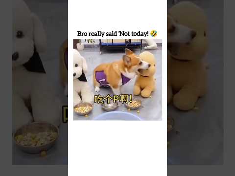 When hunger strikes, Friendship ends! 😂🐶 #shorts #funny #foryou #shortsfeed #2025shorts #trending