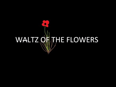 WALTZ OF THE FLOWERS: Pyotr Illych Tchaikovsky