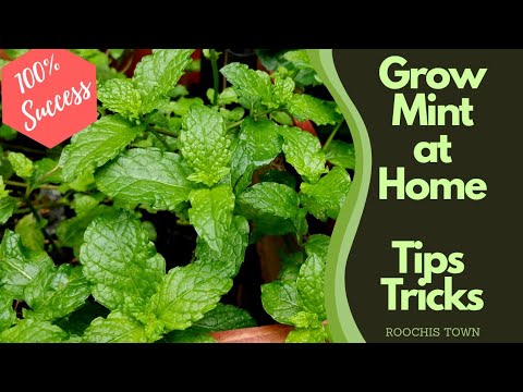 Grow Mint from Stem |  How to grow with 100% success
