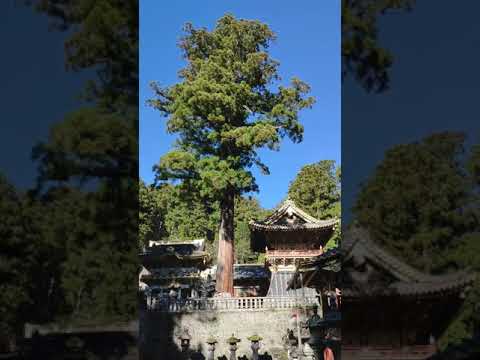 InShot 20181115 222755083 Japan9