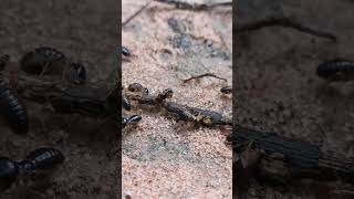 Termites Eating wood #termites #termite