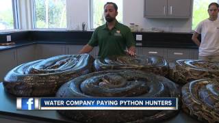 Florida Water Company Paying People to Hunt Pythons