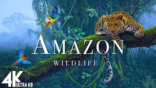 Animals of Amazon 4K – Jungle’s Wildest Creatures | Amazon Rainforest
