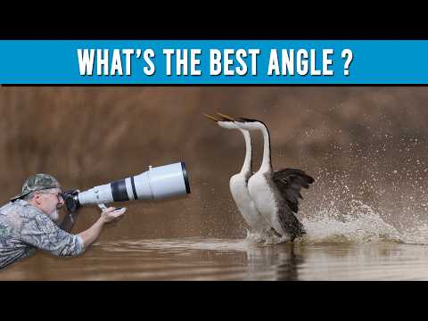 "Mastering Low Angle Bird Photography;  Tips for Stunning Wildlife Shots"