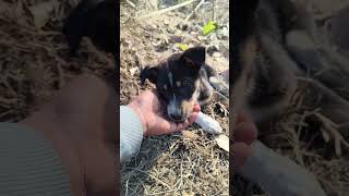 dog help video support this channel #rescueefforts #cowhelp #love #emotional